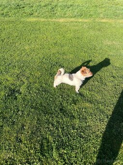 Jack russel krytie - 6