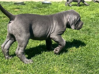 Cane Corso s PP - 6