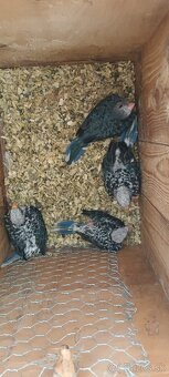 1.0 modry/opalin - 6