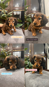 Jazvečík dlhosrstý - 6