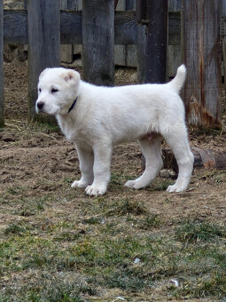 Stredoázijský ovčiak SAO s PP - 6