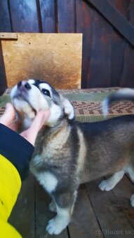 Šteniatka krížence - 6