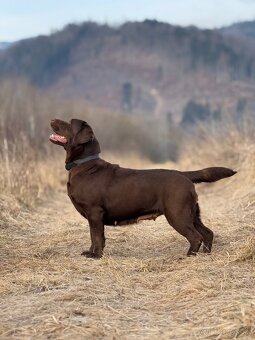 Hnedé šteniatka Labrador s PP - 6