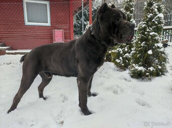 Cane Corso - 6