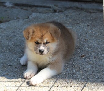 Akita inu - šteniatka s rodokmeňom - 6