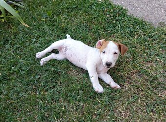 Jack russel teriér - 6