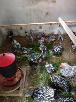 Wyandotka zdrobnela čiernolemovaná - 6