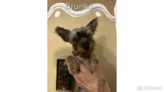 Baricsfarma ponúka na predaj yorkshirských teriérov - 6