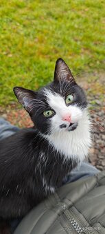 Darujem maciatko / maciatka - 6