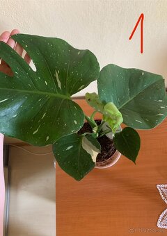 MONSTERA THAI CONSTELLATION - 6