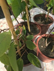 Predám MINI KIWI ISSAI - 6