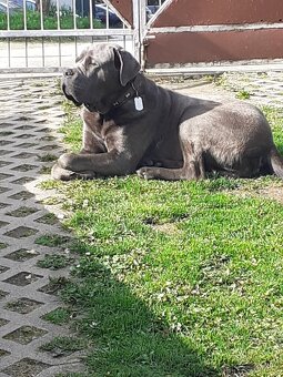 Darujem Cane Corso - 6
