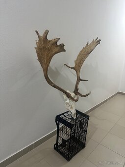 Danielia trofej , trofeje ,parožie ,parohy,Daniel - 6