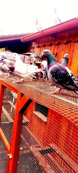 Poštovné holuby - 6