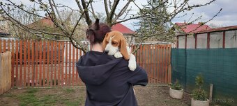 Beagle s PP - 6