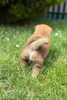 Shiba inu s PP - 6