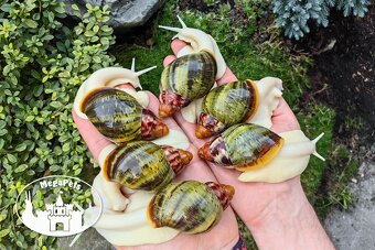 Africké slimáky Archachatina rhodostome / Achatina Snails - 6