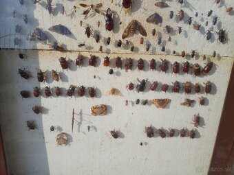 Vitrina , vyvesna skrinka , zbierka hmyzu - 6