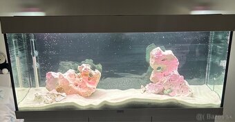 Juwel RIO 240 + skrinka - 6