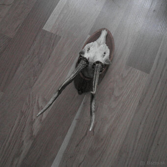 Parožie trofej jeleň lebka - 6