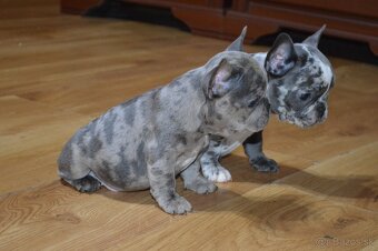 francuzsky buldocek - 6
