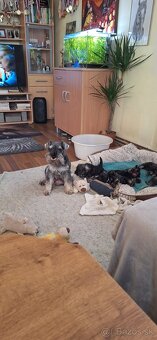 Bradáč malý korenie a sol - 6