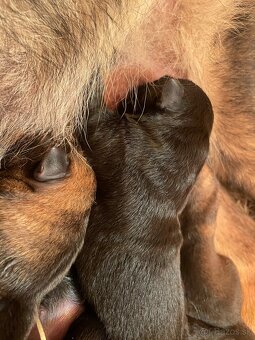 Nemecký ovčiak s PP - 6