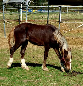 Welsh Cob C, Welsh pony - 6