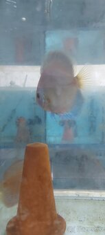 Geophagus, terčovec red melon, tyrkys, checkerboard - 6