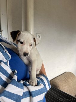 Jack Russell Terier Tricolor - 6