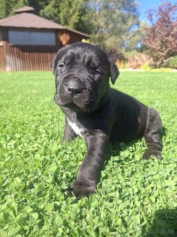 Bandog - 6