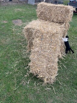 Predam seno male baliky - 6