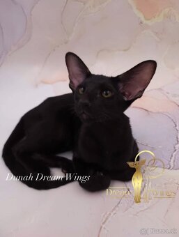 Orientální kočka s PP Dunah - 6