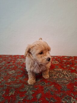 Maltipoo - 6
