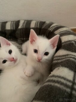 Predám mačiatka mix Khao Manee - 6