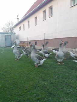 Husy landenske a tuluzske - 6