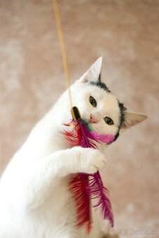 ❤Bubbles - veľmi vnímavý, priateľský, stále dobre naladený - 6