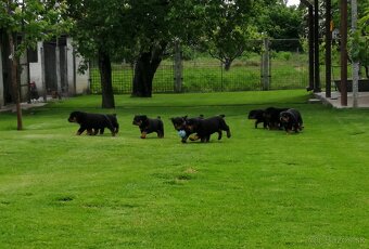 rottweiler, rotwailer, RTW, rotvajler, rotvailer - 6