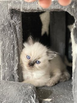Mačiatka Ragdoll - 6
