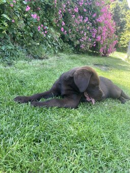 hnědé šteniatka labrador a – pripravené na odber - 6