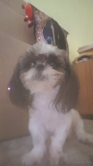 Dám na adopciu psiky shih-tzu,shi-tzu 11mesicu - 6