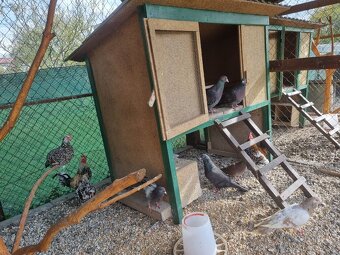 Voliéra ,klietka - 6