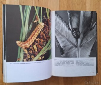 Velky obrazovy atlas hmyzu - 6