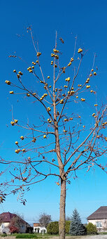 Orech čierny - sadenice. Orech čierny - Kotora - 6