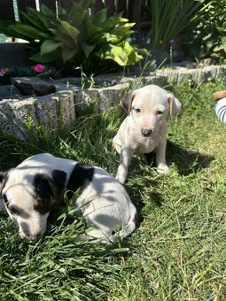 Šteniatka Jack Russell terier - 6