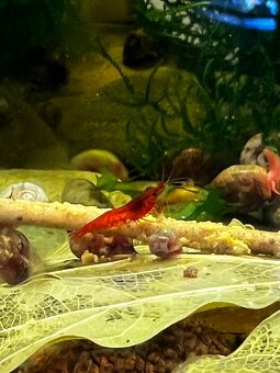 Krevetky | Neocaridina | Bloody Mary - 6
