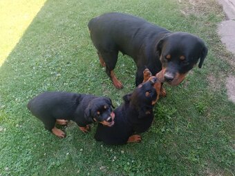 Rottweiler, rotvajler - 6