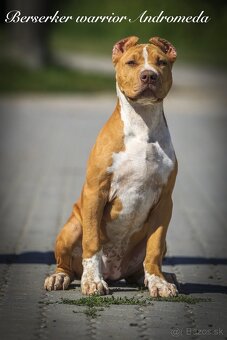 American bully XL/XXL s PP/stafford/pitbull/cane corso - 6