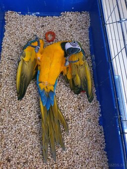 Predám Ara ararauna - 6