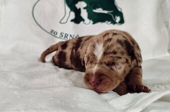 Louisianský leopardí pes s PP - 6